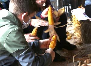 LIČKANJE KORUZE V IVANJEM SELU 06 FOTO LJUBO VUKELIČ